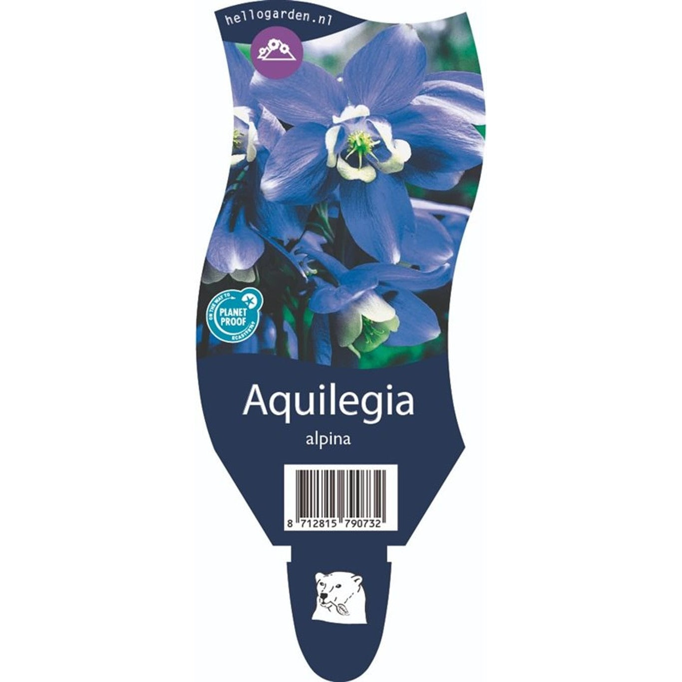 Alpakeja – Aquilegia alpina - P11